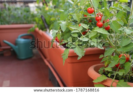 ripe tomatoes grown in plants inside the flower pots on the terrace with the organic farming technique called urban garden