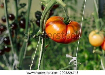 Similar – Tomate gesund Gewächshaus