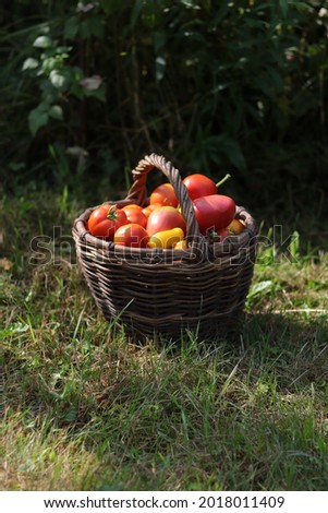 Similar – Foto Bild Mädchen pflückt mit der Hand einen frischen Apfel aus dem Weidenkorb.