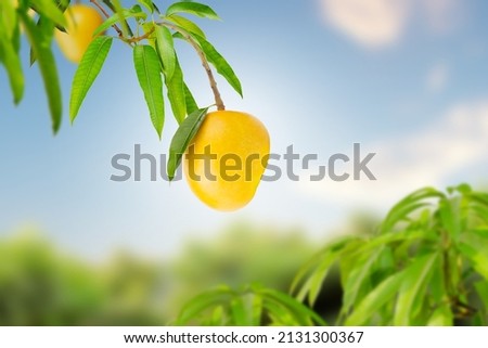 Ripe tropical mango fruits hanging on treetop and branch with green leaves, farm and blue sky on background. Mango on summer season concept.