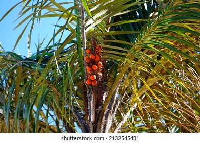 Ripe tucuma fruits (astrocaryum aculeatum) on the tree, edible, tasty and very healthy, on top of the tucuma palm tree, near Solimoes, state of Pará, Brazil
