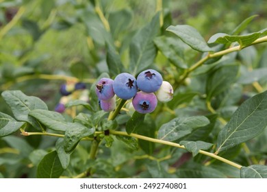 Ripe and unripe berries of the blueberry on branch, close-up at selective focus on a blurred background of shrub
 - Powered by Shutterstock