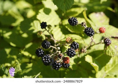 Ripe and unripe blackberries (Rubus sectio Rubus) Rosaceae family, on thorny bushes. Hanover, Germany. - Powered by Shutterstock