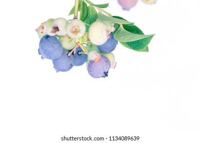 Ripe and unripe blueberry cluster on a blueberry bush isolated on white.