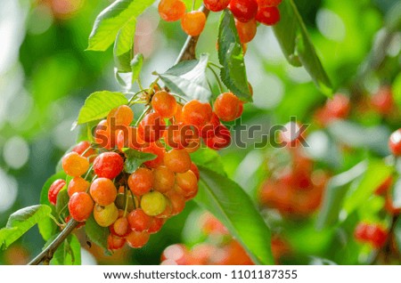 Similar – Foto Bild Tomaten Lebensmittel