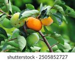 Ripe and unripe persimmons hanging on a branch, glistening with morning dew in a lush green garden. Persimmon tree and bright orange persimmons.                               