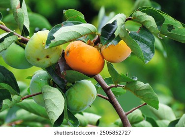 Ripe and unripe persimmons hanging on a branch, glistening with morning dew in a lush green garden. Persimmon tree and bright orange persimmons.                               