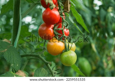 Similar – Tomaten, die auf Reben im Gewächshaus wachsen.