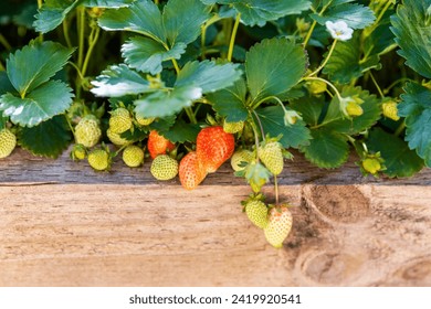 Ripe and unripe strawberries growing in wooden raised bed. - Powered by Shutterstock