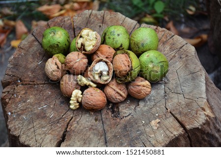 Ripe and unripe walnuts on the tree stump. Fruits of a walnut. Green unripe and ripe walnuts. Raw walnuts in a green nutshell.