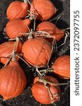 Ripe vibrant orange-red pumpkins 
Golden Hubbard Winter Squash
Autumn harvest
Selective focus