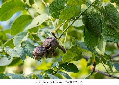 Ripe Walnut On The Tree. Walnut Farm.