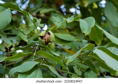 Ripe Walnut On The Tree. Walnut Farm.