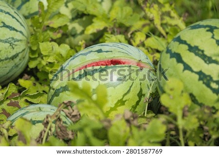 Ripe Watermelon Cracking Open in Field Showing Fresh Red Flesh