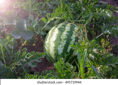 Ripe Watermelon In The Garden