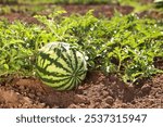 Ripe watermelon growing in field on sunny day