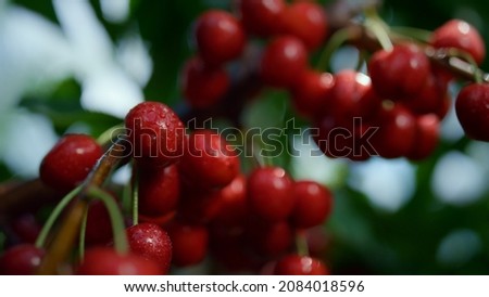 Similar – Image, Stock Photo Desserted greenhouse in a wild garden.