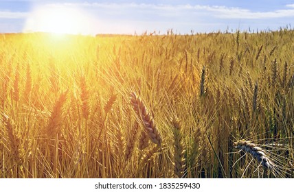 Ripe Wheat Crop Field Sunset Landscape Background. Gold Glowing Light Shine Burst.