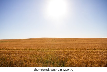 A ripe wheat crop ready to harvest in South Australia