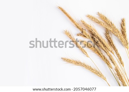 Ripe wheat ears on a white background. Autumn harvest concept.