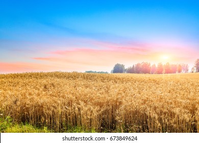 Ripe Wheat Field Landscape Sunset Stock Photo 673849624 | Shutterstock