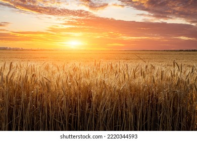Ripe wheat field nature scenery in summer field. Agricultural scene at beautiful sunset. - Shutterstock ID 2220344593