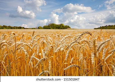 Ripe wheat field. Summer landscape.