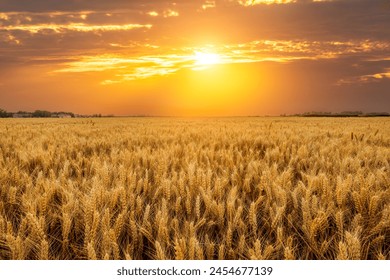 Ripe wheat fields natural landscape at sunset. farm harvest season. - Powered by Shutterstock