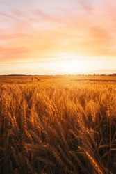 Ripe Wheat In A Large Wheat Field Waiting To Be Harvested At A Beautiful Sunset In Hungary