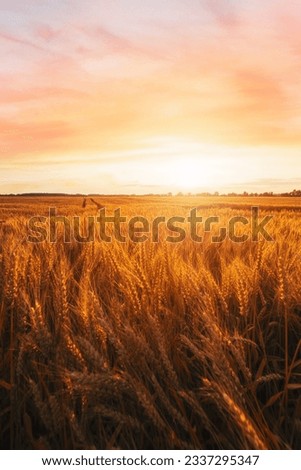 Ripe wheat in a large wheat field waiting to be harvested at a beautiful sunset in Hungary