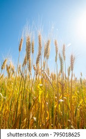 
Ripe Wheat On Blue Sky Background.This Golden Kansas Wheat Harvest With It's Bright Yellow Color Contrasts Nicely Against The Deep Blue Sky And Puffy White Clouds Of This Dry, Hot Summer Day.