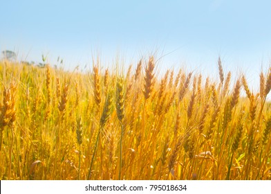 
Ripe Wheat On Blue Sky Background.This Golden Kansas Wheat Harvest With It's Bright Yellow Color Contrasts Nicely Against The Deep Blue Sky And Puffy White Clouds Of This Dry, Hot Summer Day.