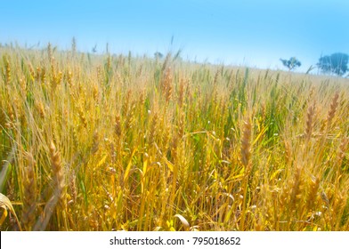 
Ripe Wheat On Blue Sky Background.This Golden Kansas Wheat Harvest With It's Bright Yellow Color Contrasts Nicely Against The Deep Blue Sky And Puffy White Clouds Of This Dry, Hot Summer Day.