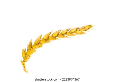 Ripe Wheat Plant Isolated On White Background.