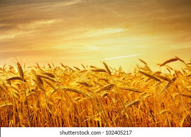 Ripe Wheat At Sunset. Landscape.