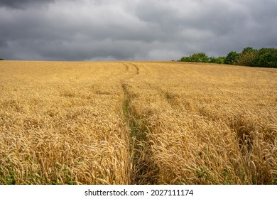 Ripe wheatfield before a storm