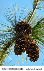 Ripe white pine cones and tassels in autumn in Maine before they fall to the ground. They are the state’s flower. - Shutterstock ID 2370181223