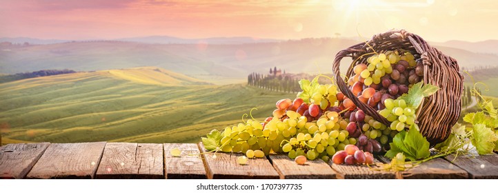 Ripe White and Red Grapes in Wicker Basket on Sunny Valley. Harvesting - Powered by Shutterstock