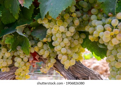 Ripe white wine grapes using for making rose or white wine ready to harvest on vineyards in Cotes  de Provence, region Provence, south of France close up
