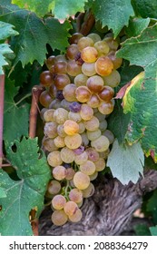 Ripe white wine grapes using for making rose or white wine ready to harvest on vineyards in Cotes  de Provence, region Provence, south of France close up