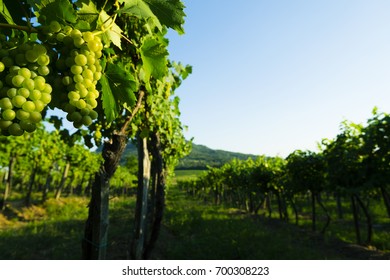 Ripe White Wine Grapes At Vineyard