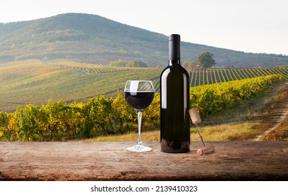 Ripe wine grapes on vines in Tuscany, Italy. Picturesque wine farm, vineyard. Sunset warm light