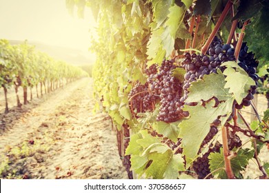 Ripe wine grapes on vines in Tuscany vineyard, Italy. Sun shining through leaves