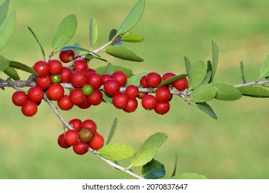 Ripe Yaupon Holly Berries (Ilex Vomitoria) On A Branch In Houston, TX. They Contain Caffeine And Were Used By Native Americans To Make Tea.