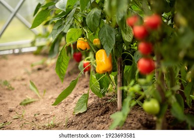 Ripe Yellow Bell Pepper And Red Cherry Tomatoes Plants Growing Inside Of A Organic Farm Green House