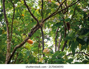 Ripe yellow fine aroma cacao fruit (Theobroma cacao) in the Amazon rainforest of Ecuador.