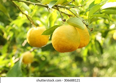 Ripe Yellow Fruits On Yuzu - Japanese Lemon Bush. Closeup