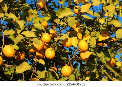 Ripe yellow lemons on branches of a lemon tree - Shutterstock ID 2254401955
