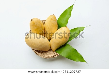ripe yellow mango golden mango,yellow mango ( mangifera indica) king of fruits  with mango leaves in a bamboo basket isolated on white background 
