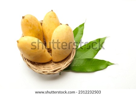 ripe yellow mango golden mango,yellow mango ( mangifera indica) king of fruits  with mango leaves in a bamboo basket isolated on white background 